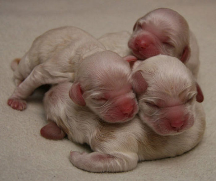 Новорожденные кокер спаниель английский. Новорожденные щенки кокер спаниеля. Новорожденный щенок кокер спаниеля. Новорожденный кокер спаниель. Собаки рождаются слепыми