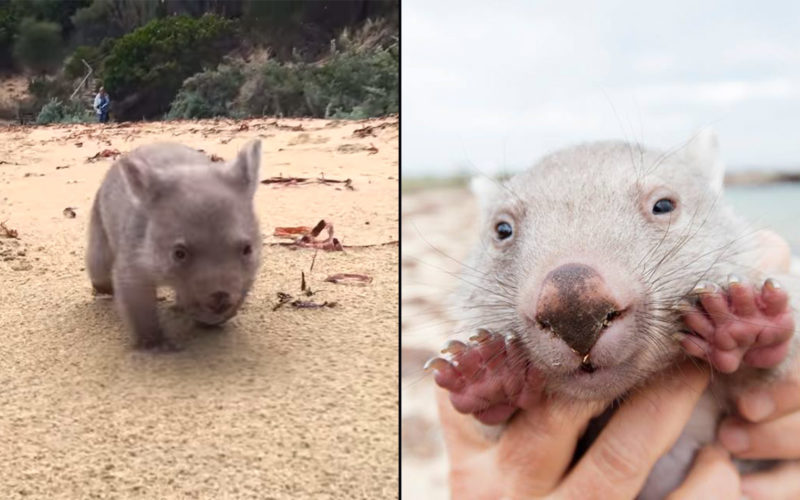 Tasmania Is Looking For A Chief Wombat Cuddler And We Can T Get Over The Cuteness