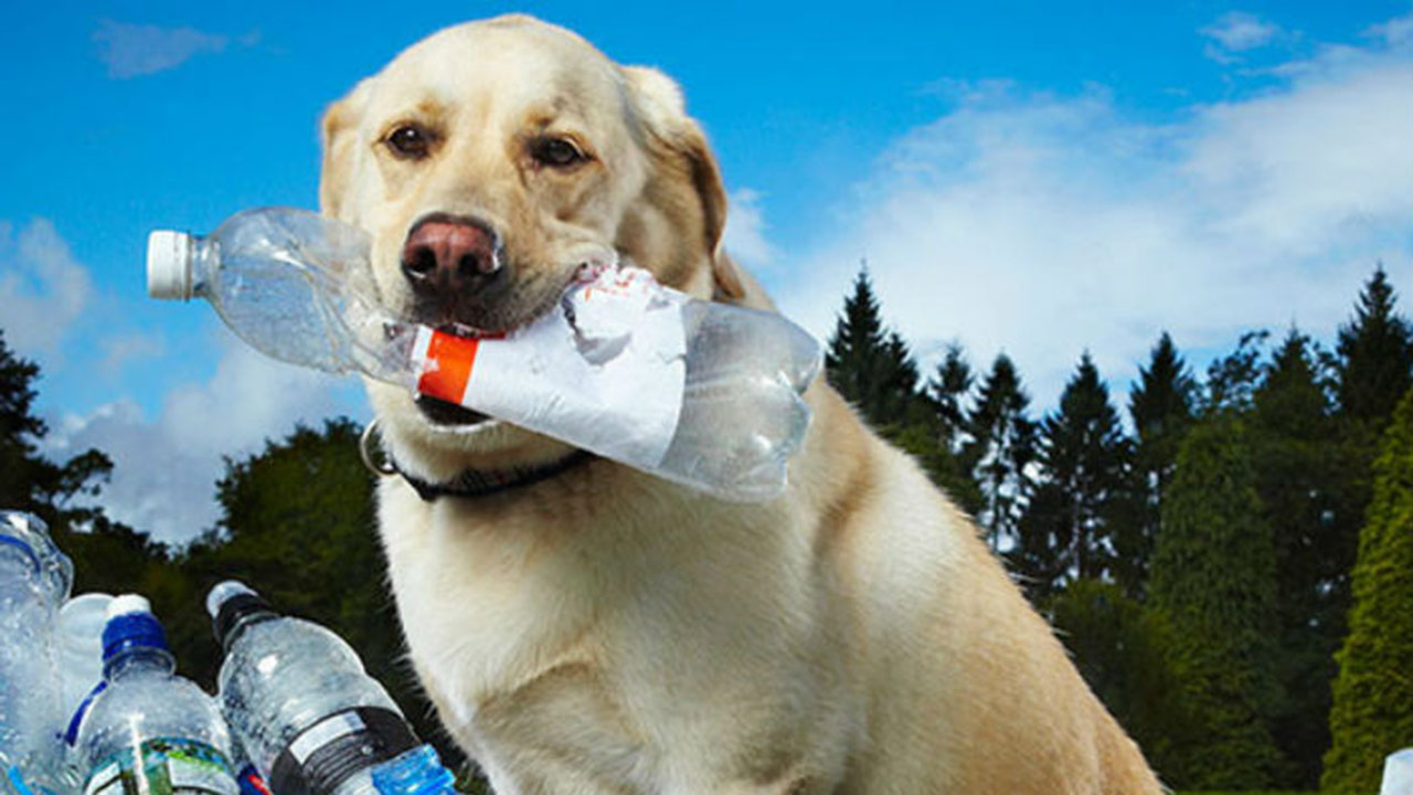 Tubby The Dog Who Held The Guinness Record For Recycling 26000