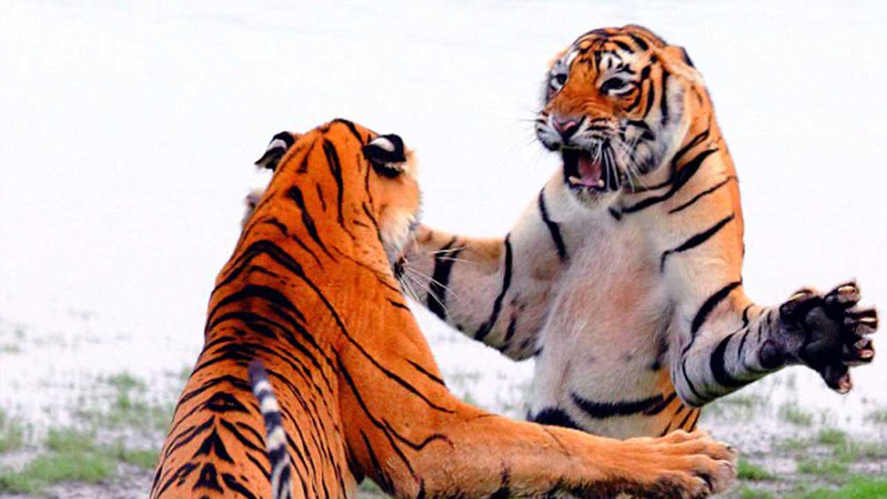 These Tigers Fighting With Each Other Look Like They Are Pulling 1980’s