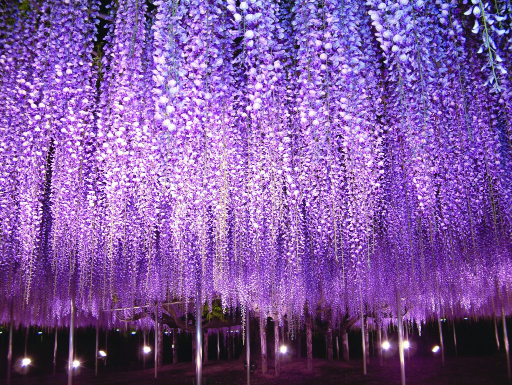 20 Pictures Of Japan's Annual Great Wisteria Festival That'll Entice