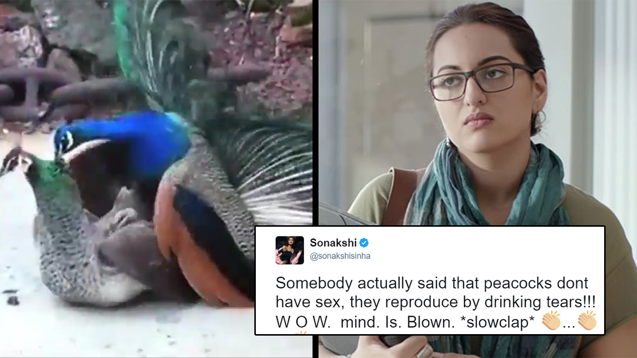 The Peacock Sex Theory Has Got Celebrities Talking And There Are A Lot Of  Claps. *Slow Claps*