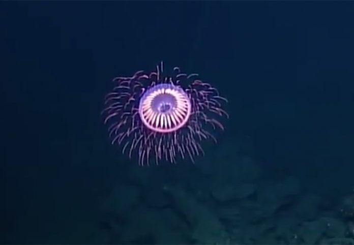 This Jellyfish That Looks Like A Firework Is Getting Internet's ...