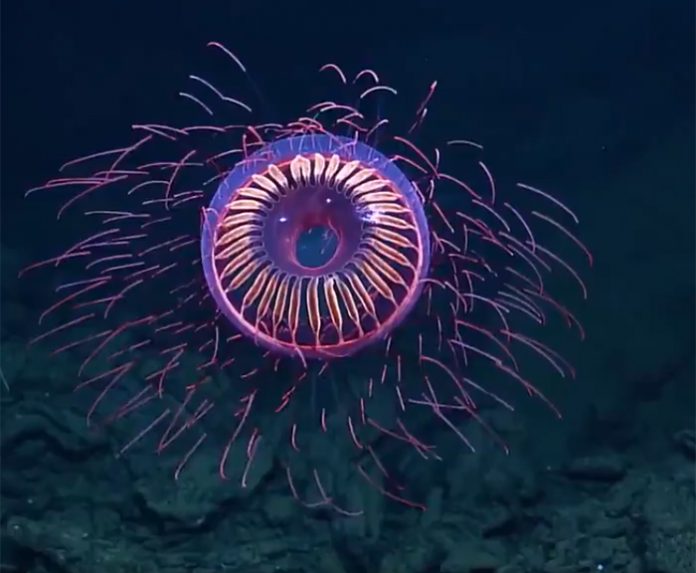 This Jellyfish That Looks Like A Firework Is Getting Internet's ...