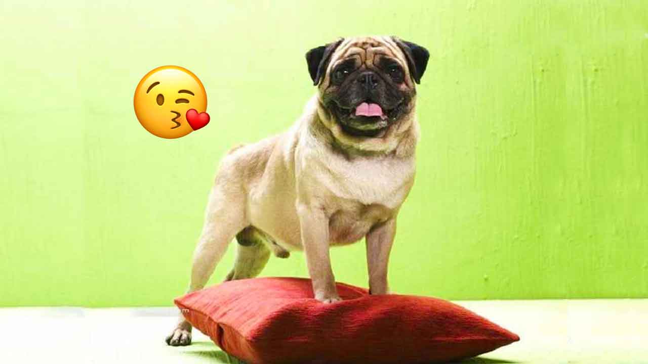 It s Been 15 Years Since We All Fell In Love With This Pug 