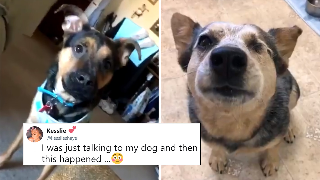 Girl Shares Video Of Dog Replying To Her 