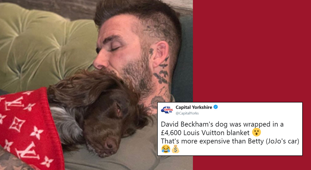 Swaddled by David Beckham in a £5,000 blanket – does this dog have the  dream life?, Fashion