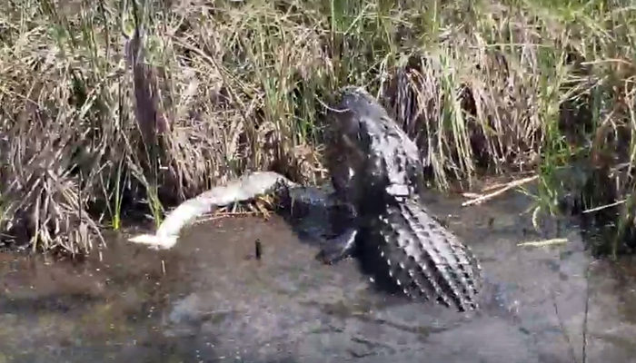 Alligator Fights A 10-Foot Python In Epic Battle, Video Goes Viral