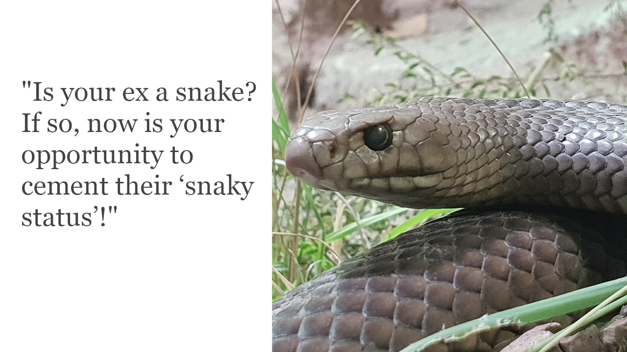 You Can Name A Poisonous Snake After Your Ex This Valentine's Day