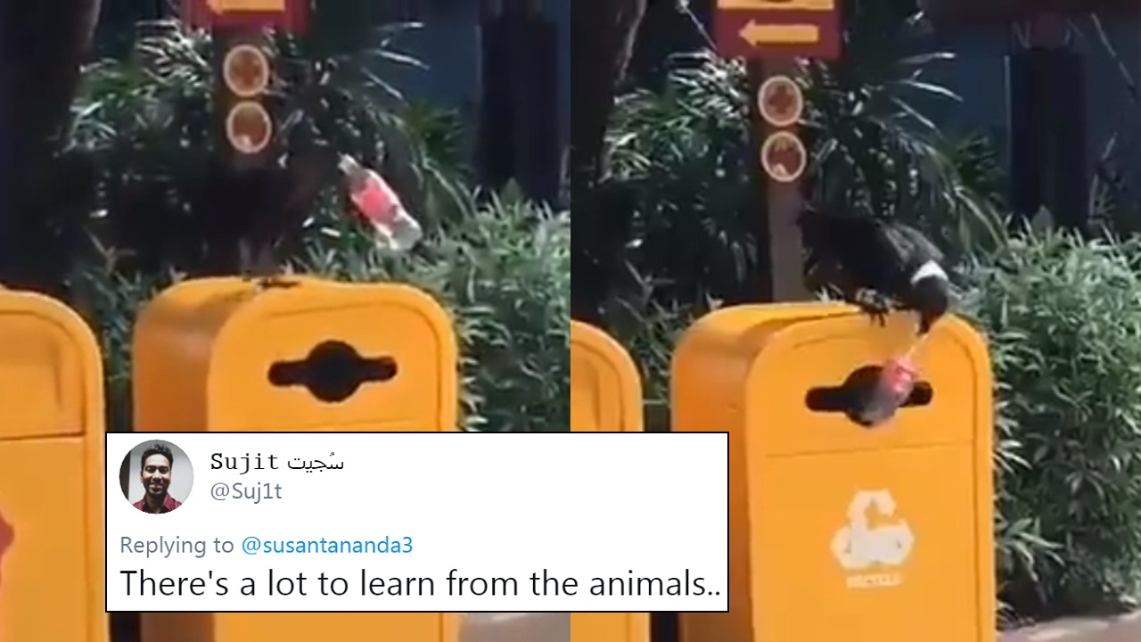 Viral Video Of Crow Throwing Empty Plastic Bottle Into A Dustbin