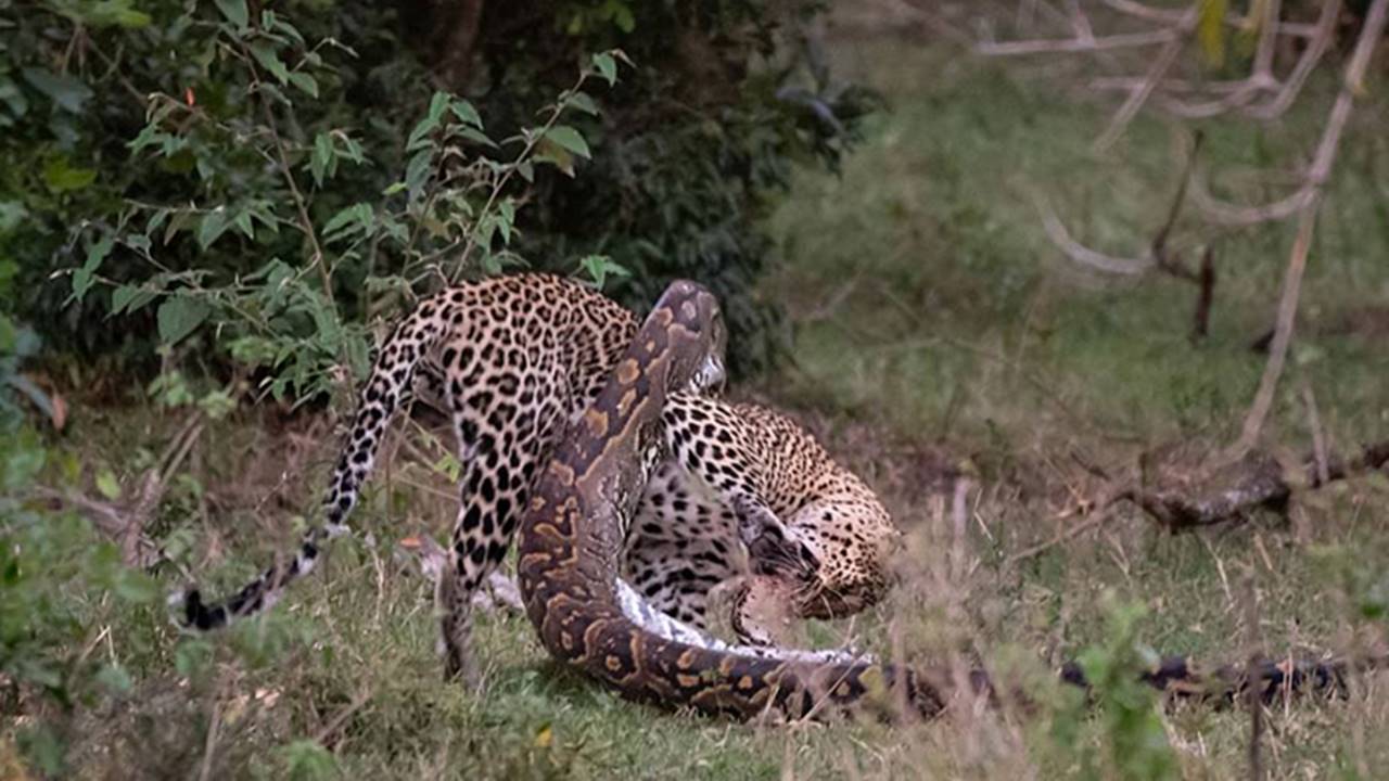 Python Tries To Prey On A Leopard, But Gets Its Skull Crushed Instead,  Watch Video