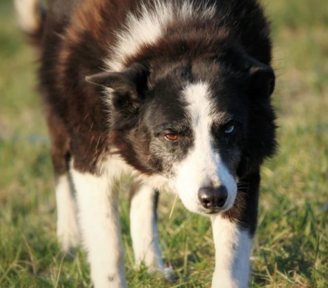 Aerial Video Of Sheepdog Controlling Herd Equated To Fluid Mechanics