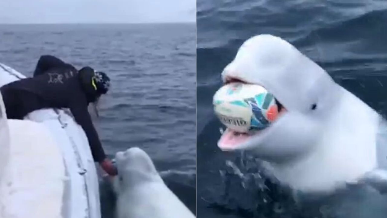 Beluga Whale Playing Fetch Might Have Escaped From Russian Military