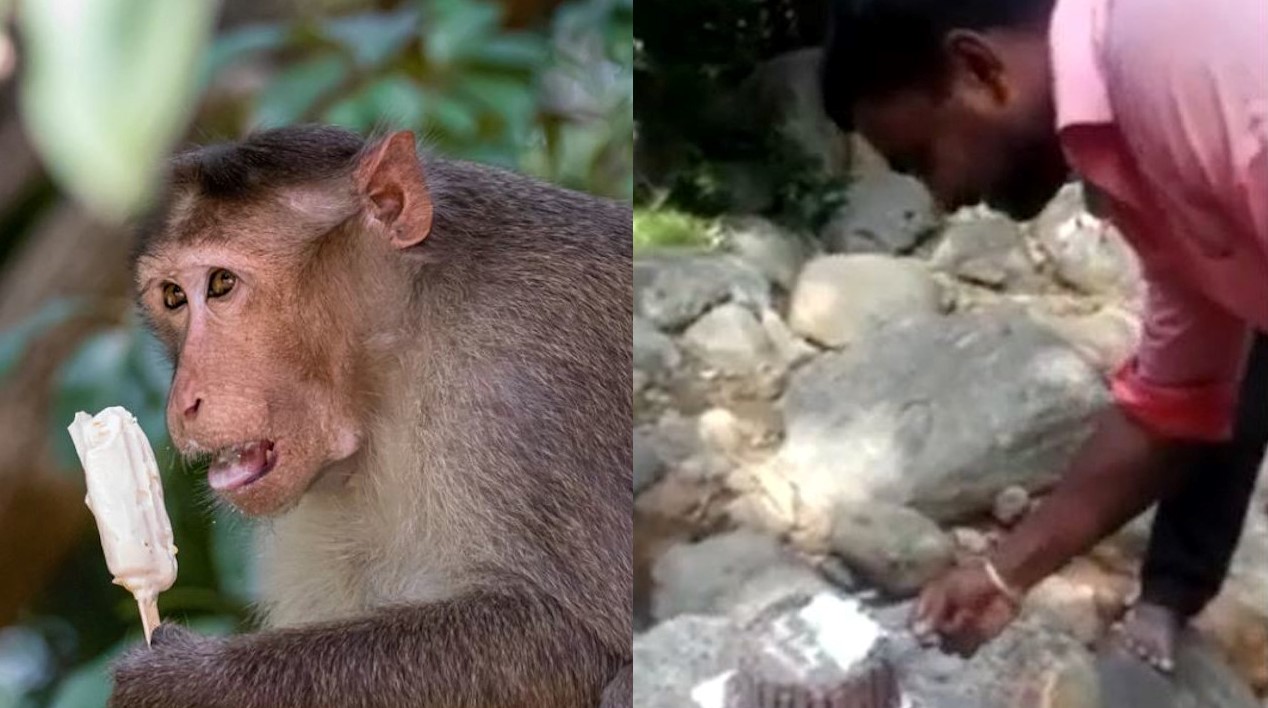 Monkey Steals Cake During Man's Birthday Celebration