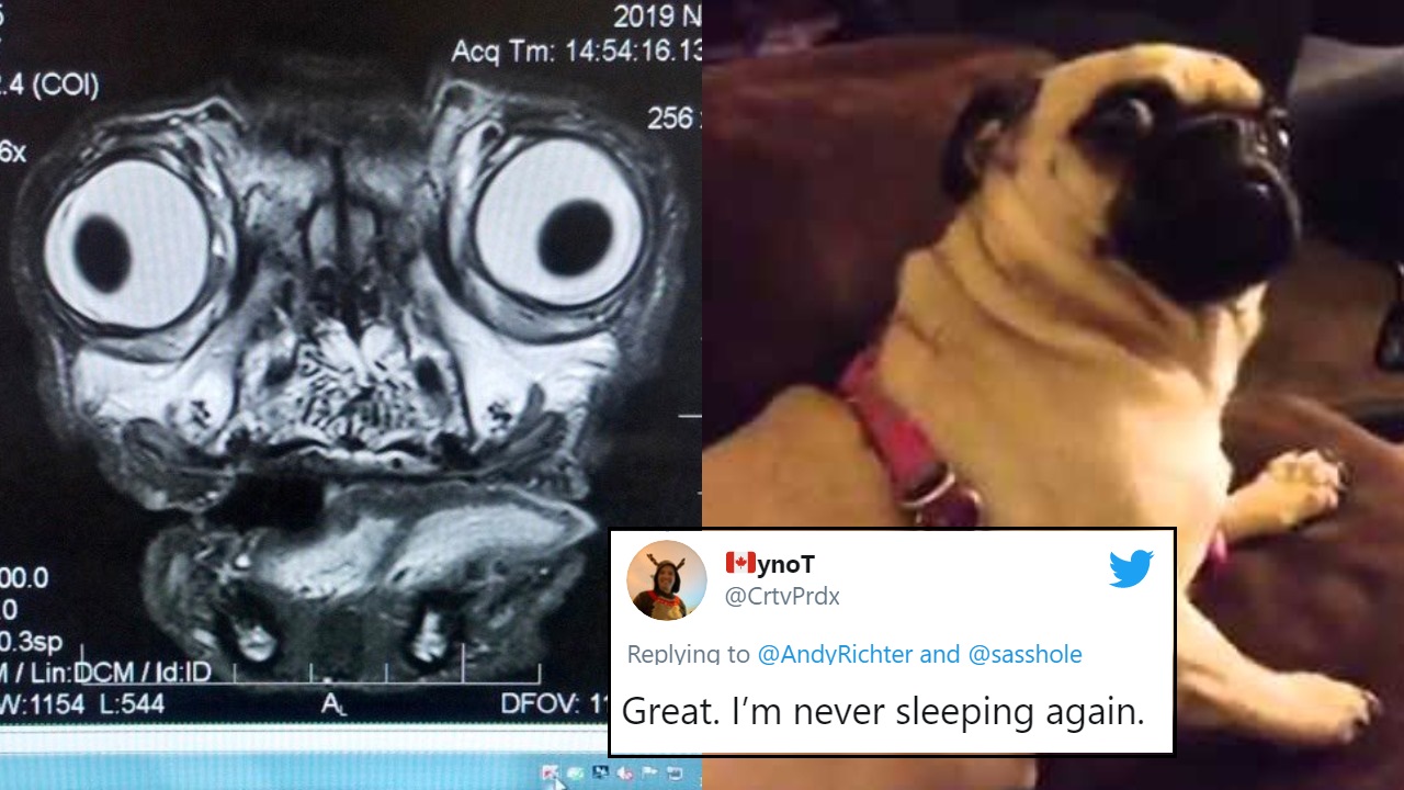 Pug Gets Facial X-Ray Done, People React To The 'Alien-Like' Picture