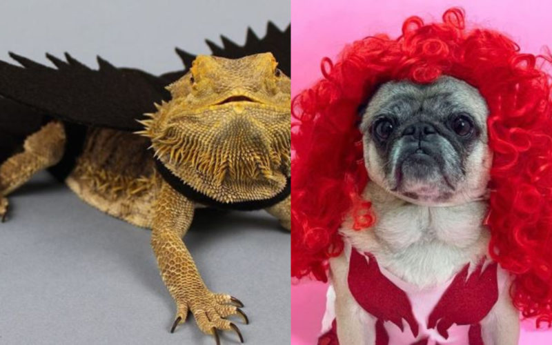 Share your photos: We want to see you and your pets dressed in