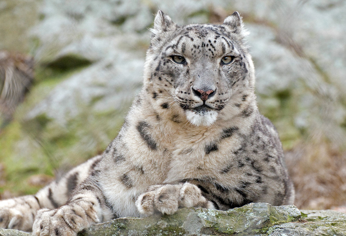 safari 5.1.10 for snow leopard