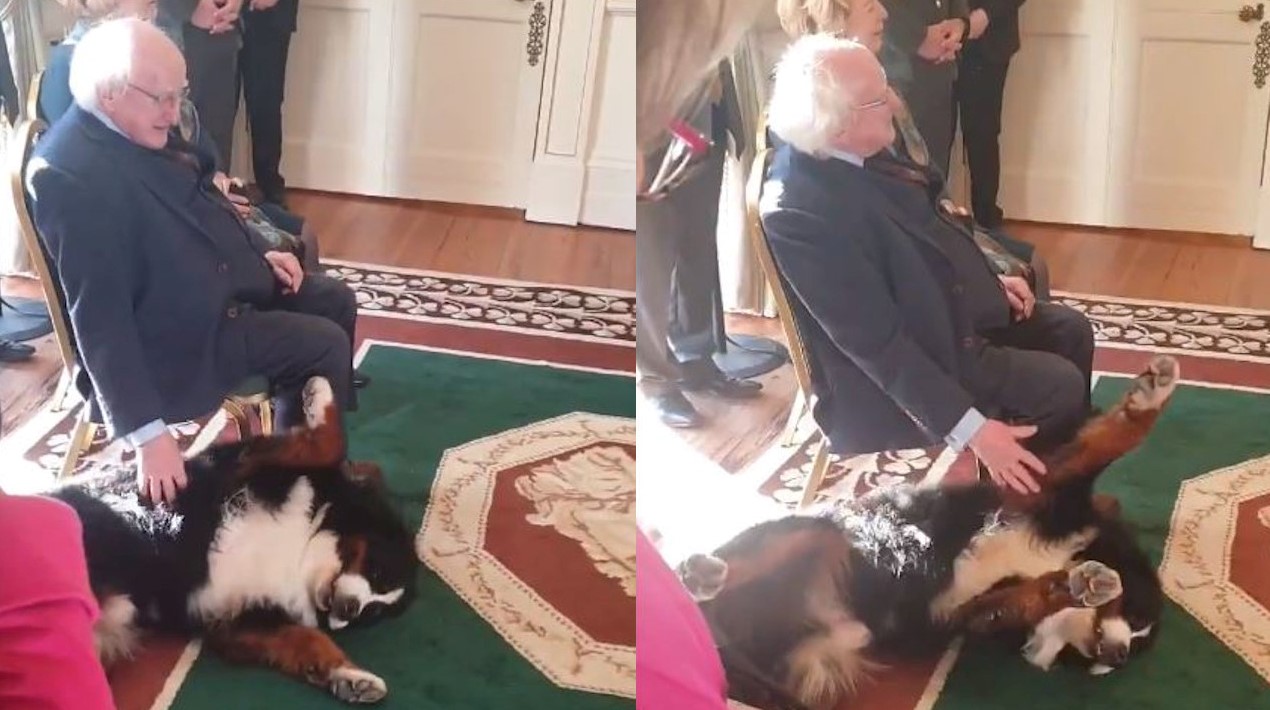 Irish President Interrupted By Dog Asking For Belly Rub ...