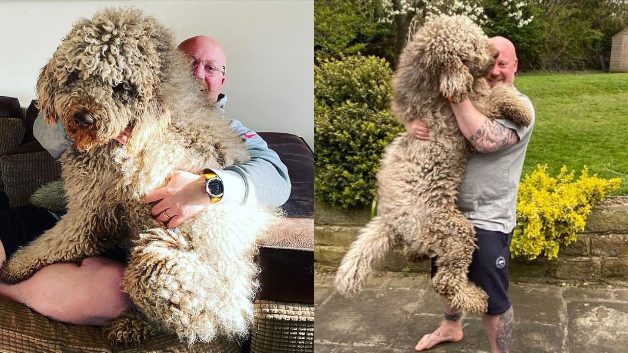 6-Feet Dog Keeps Sitting On Owners Lap Thinking He Is Still A Puppy
