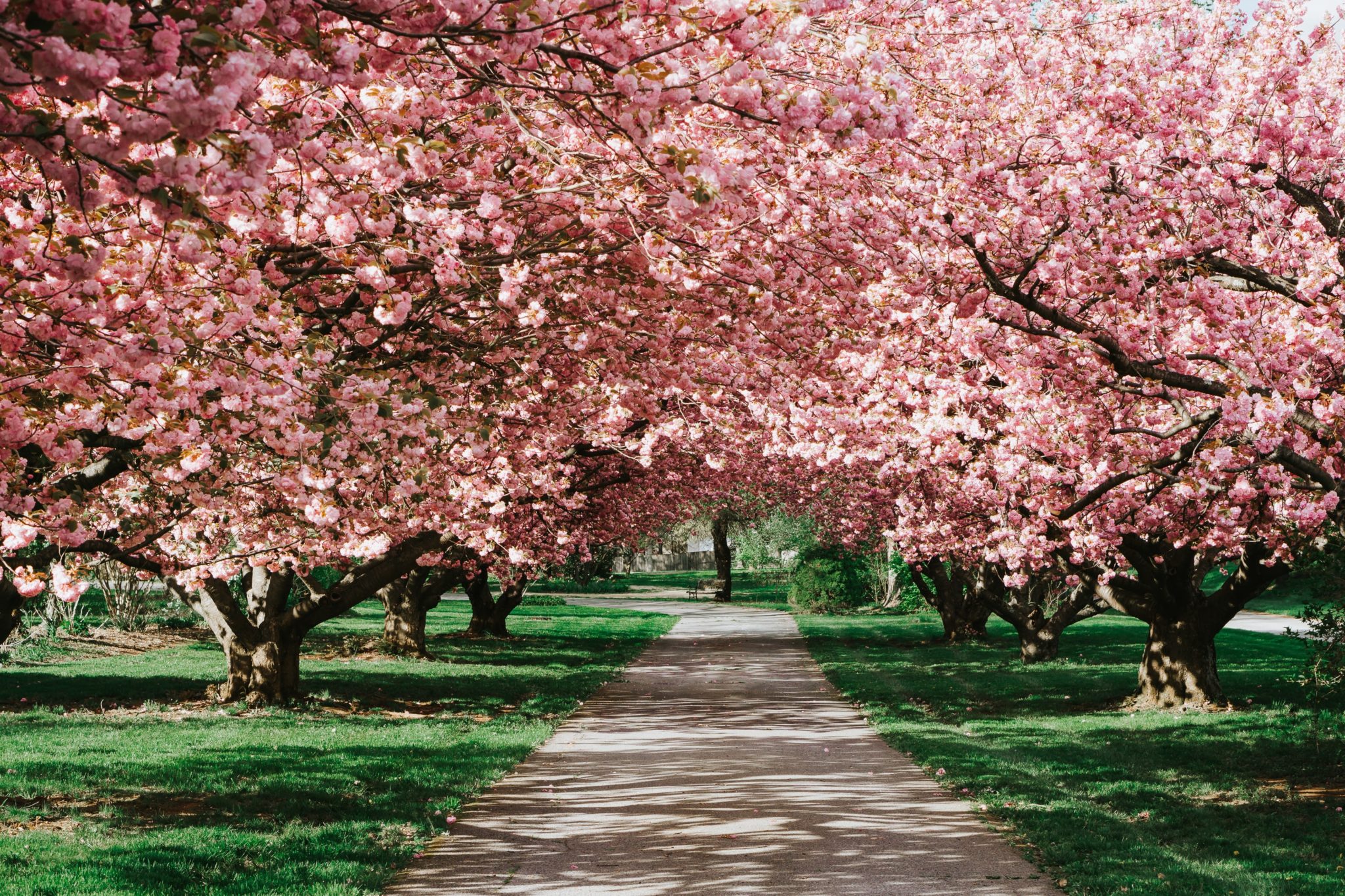 Meghalaya Turns Pretty In Pink As Cherry Blossoms Bloom In Full Glory 