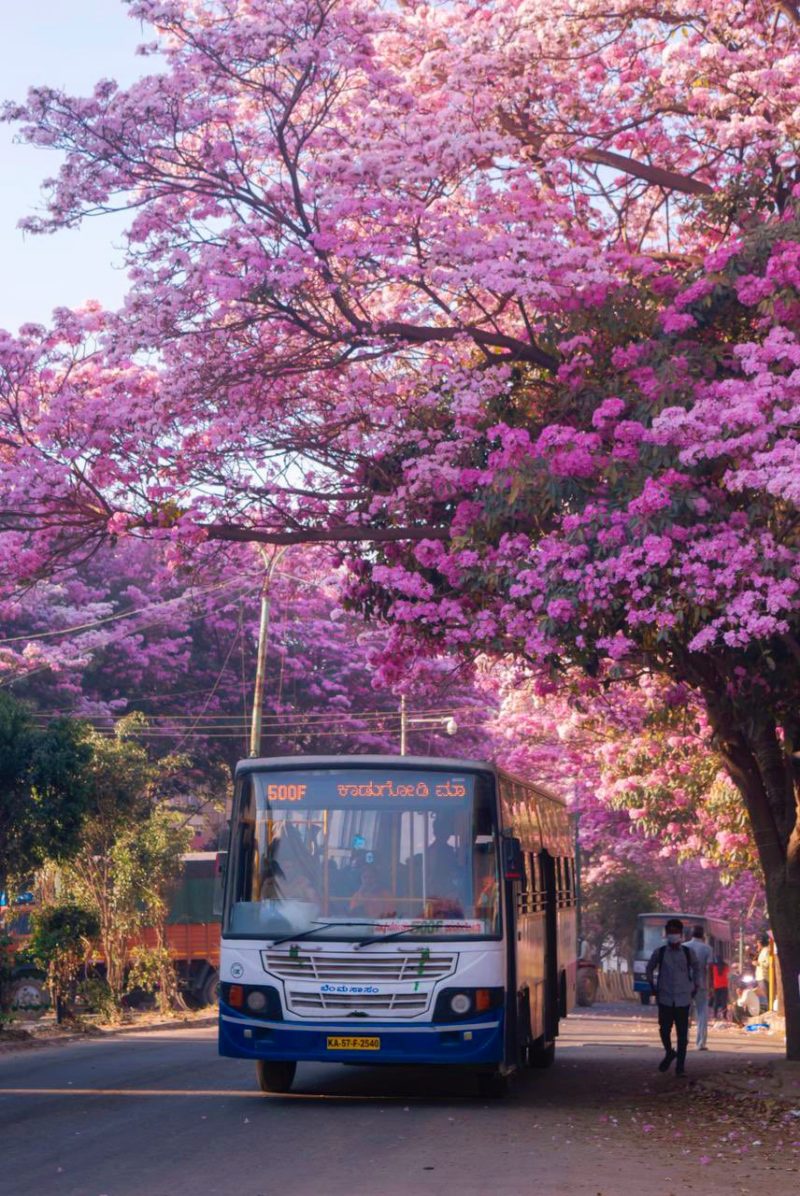 People Share Pics Of Bangalore As It Turns Pink In Spring! See Pics