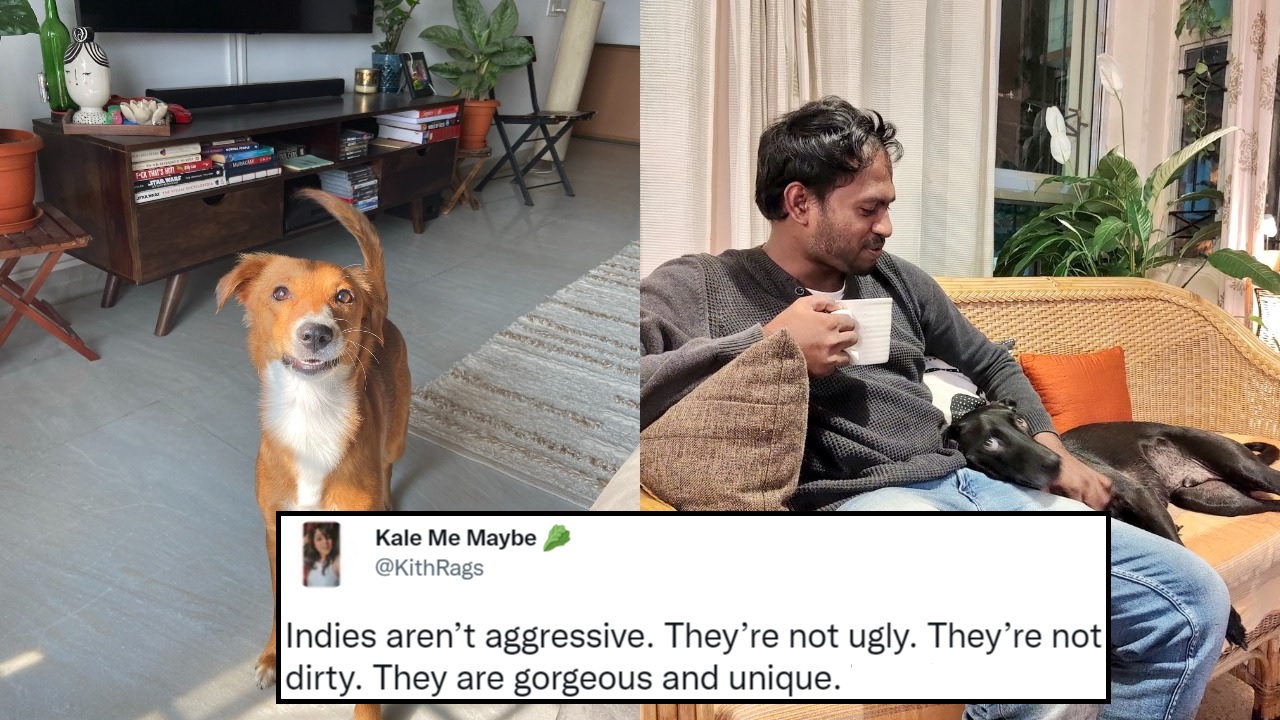 people-share-pics-of-their-pet-indie-dogs-to-promote-adoption